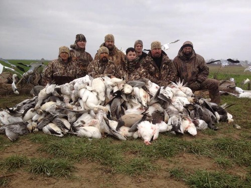 Arkansas Snow Goose Hunting